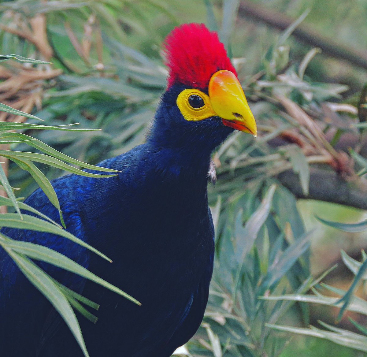 Portrait shot of the Ross’s Turaco #birdsofeastafrica #BirdsSeenIn2022 #Rwanda