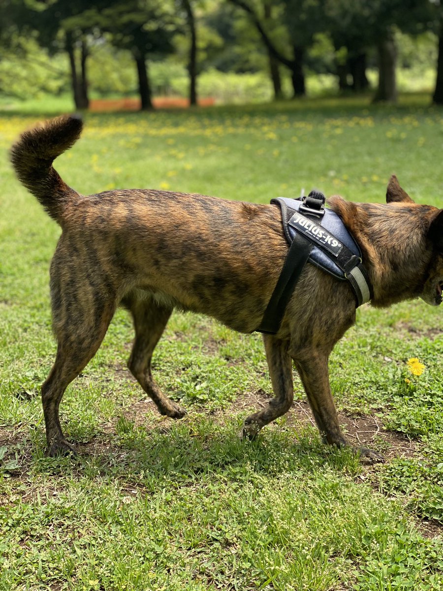 kaiken_kurotora's tweet photo. 見事な毛並みの
赤虎ちゃんに出会えました！
#甲斐犬 #和犬 #日本犬 #pet #dog https://t.co/qHwTstxuAq
