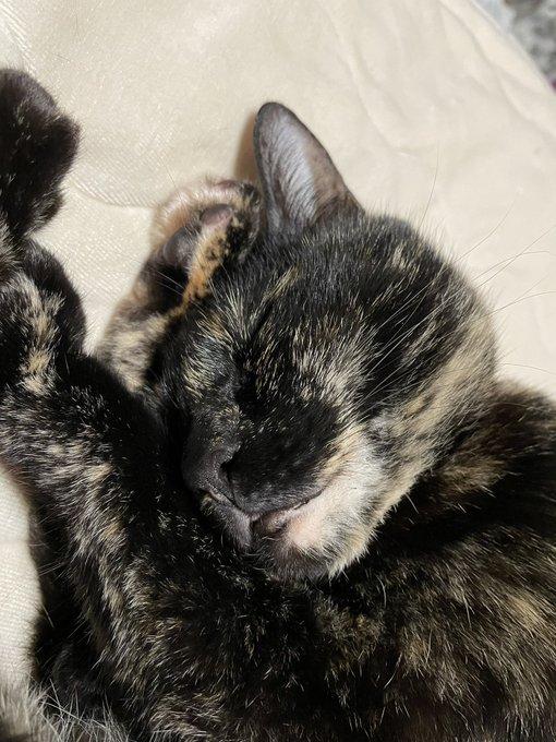 最美猫でサビ猫と読むのtwitterイラスト検索結果