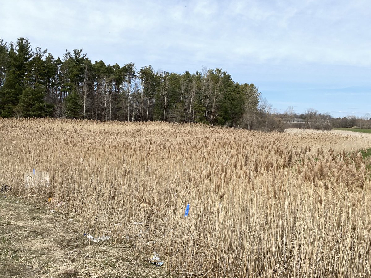 girls_can's tweet photo. So if you see these white posts with cups on the end deep in the reeds - now you know what they’re for!  They are little egg huts, holding moth eggs until the larvae can crawl out and get to work chewing up #phrag. Please do not disturb them 🙏 https://t.co/kxi38xYjPa