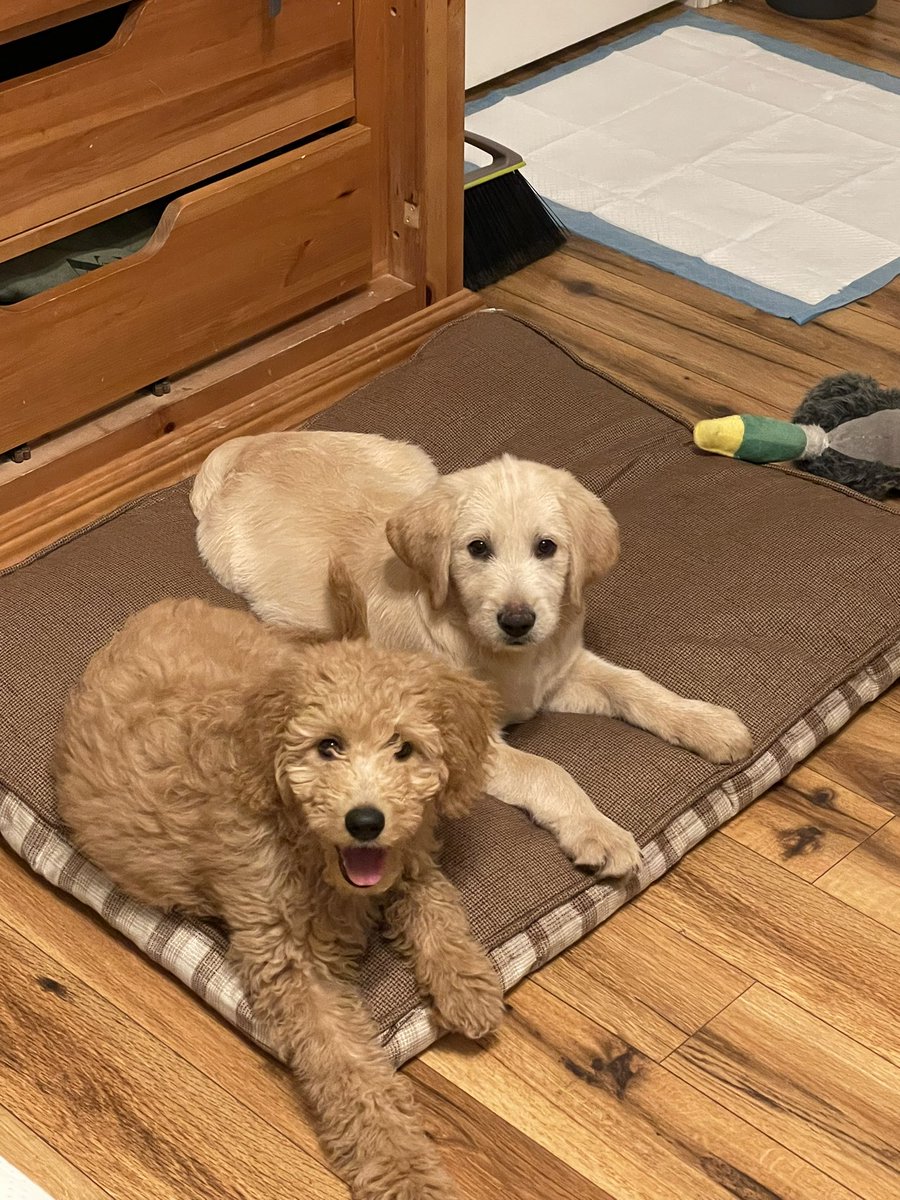 TiffanyKingsbu2's tweet photo. Listen. A year ago today I was just over a week out of heart surgery with a newly implanted pacemaker. Now I’m living with the loml, coming up on four years together, and we have two puppies born on each of our birthdays. Life is shit a lot of the time, but things get better. https://t.co/8K3jmhJT4g