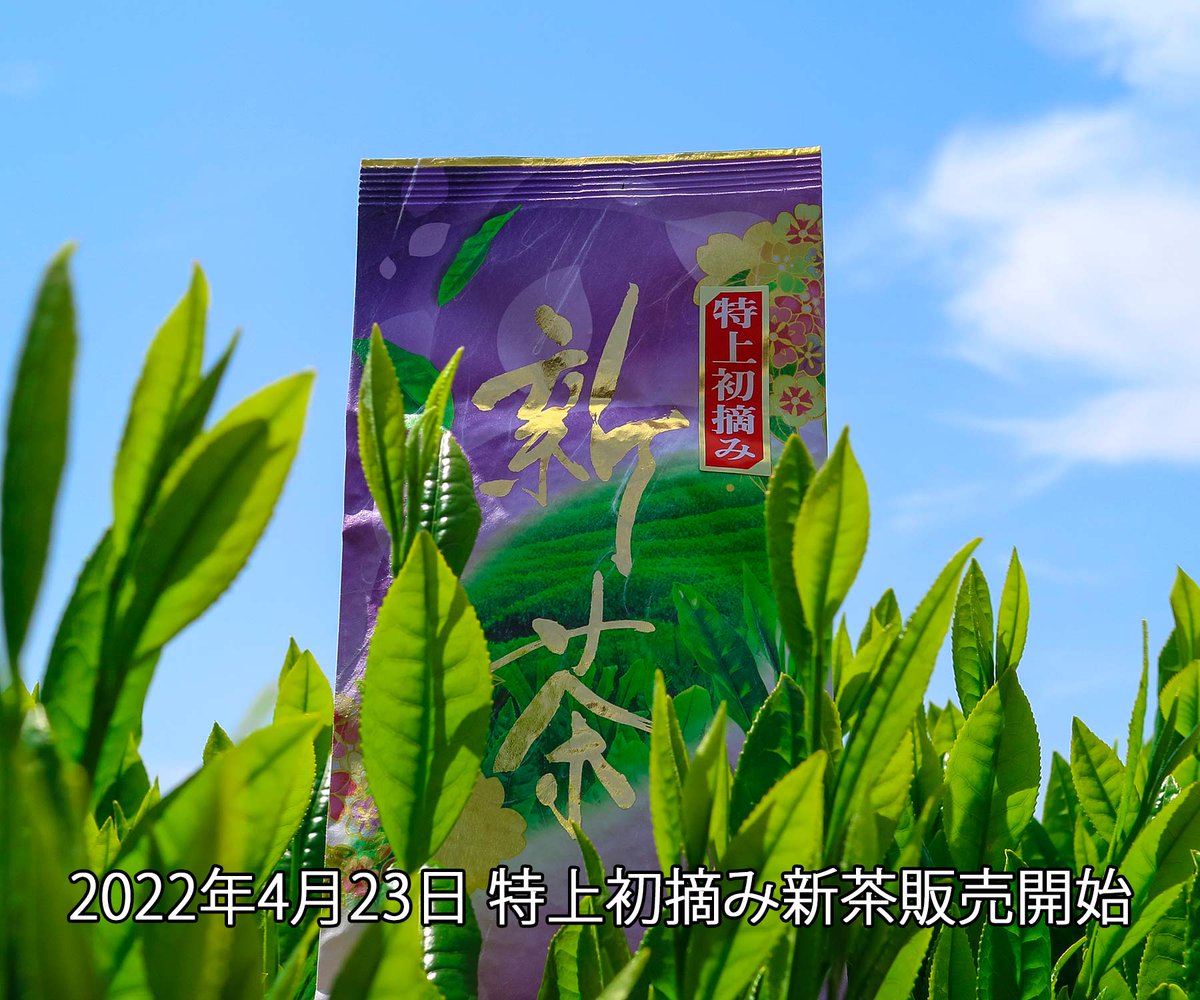 makinouen's tweet photo. 今日も初夏らしい爽やかな天気になっています。心地良い風を感じなら、新茶の摘み取りをしています。

今日から特上初摘みの販売を始めました。ホームページでは新茶の予約をしています。産地直送のおいしい新茶をお買い得にお求め頂けます。https://t.co/ewSkT7VEVm
#お茶の牧農園 #牧農園 #新茶 https://t.co/nYU5suKjP6