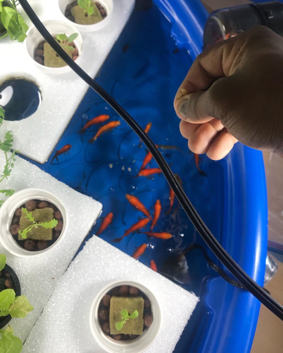 GeorgeCroom's tweet image. That one #EarthDay when my bro and I built an aquaponics system in my house #progressnow