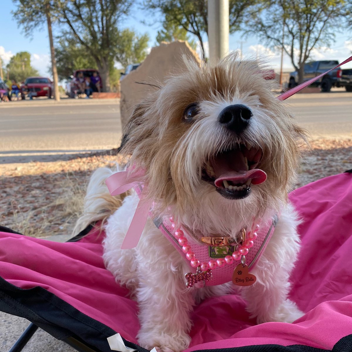 themarissaskye's tweet photo. My little teddy bear 🧸 Bitsy Belle 🌸 https://t.co/n0PJEFzSqu
