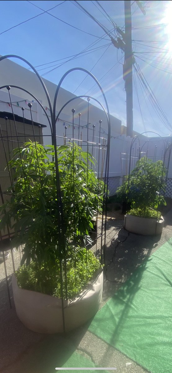 Walk into my backyard and find these beautiful healthy mother plants. 🌱 

#growyourown #fromseed #sungrown #livingsoil #justaddwater #goodvibration #WeedLovers #PAD