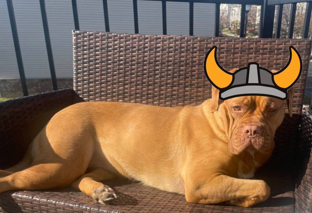Brent_360's tweet photo. @binance ‘I can’t find my #FlokiVikings helmet for the raid’                                                            Dog: https://t.co/WGWbD10Mau