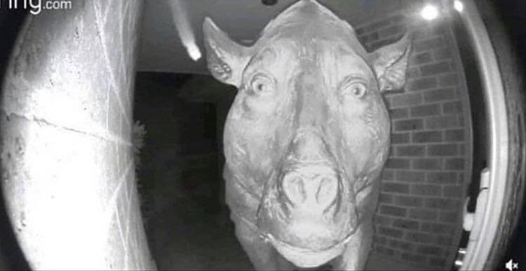 viNEGRA 💚🌱 tweet media