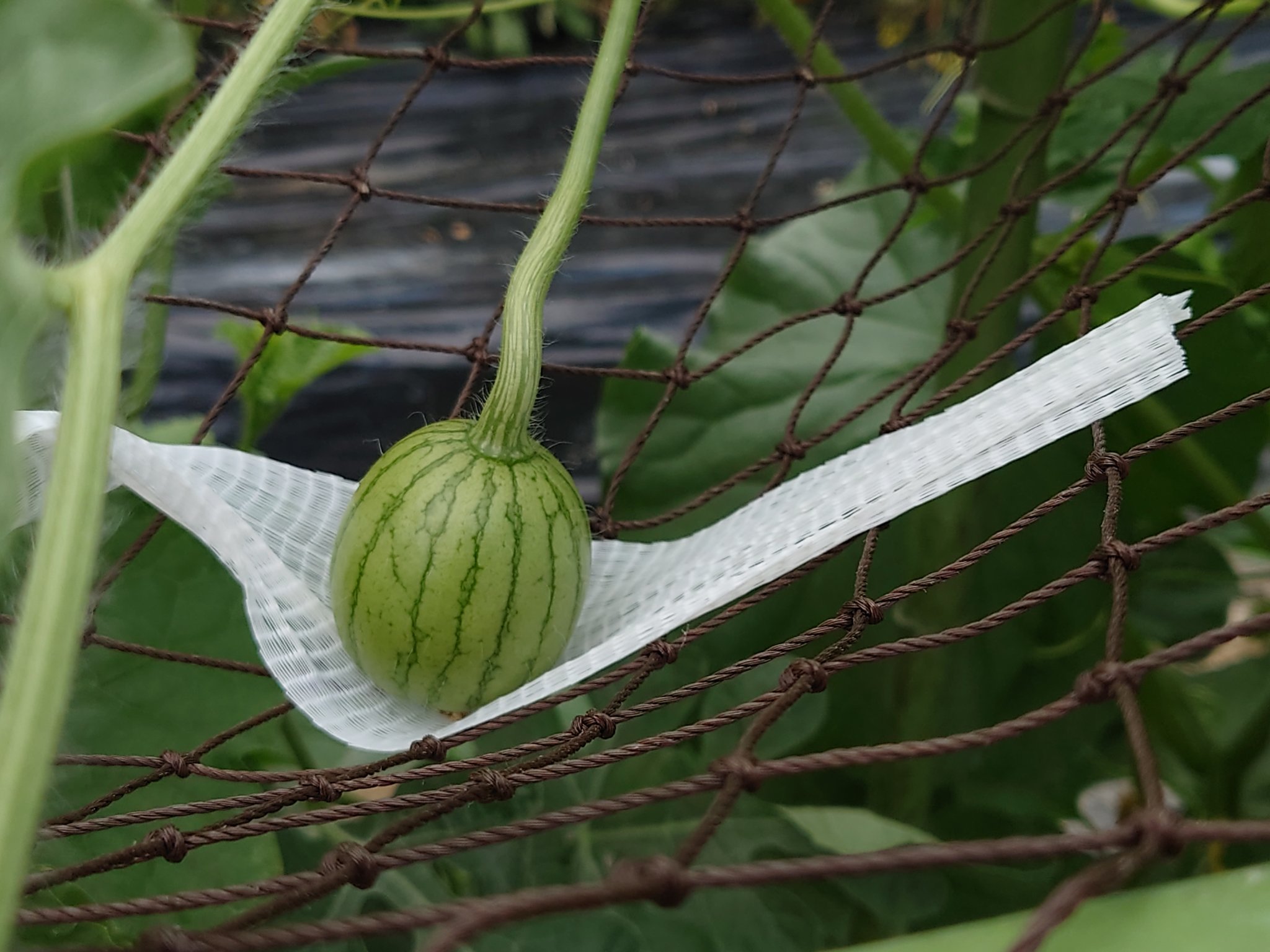 吉田農園 経験したのは 異種交配して メロンの隣でキュウリ作ると キュウリみたいな色のメロンがたまにできたり青臭い甘くない メロンができたり カボチャの横でスイカ作ると甘くないスイカができたりみたいな事があります Twitter