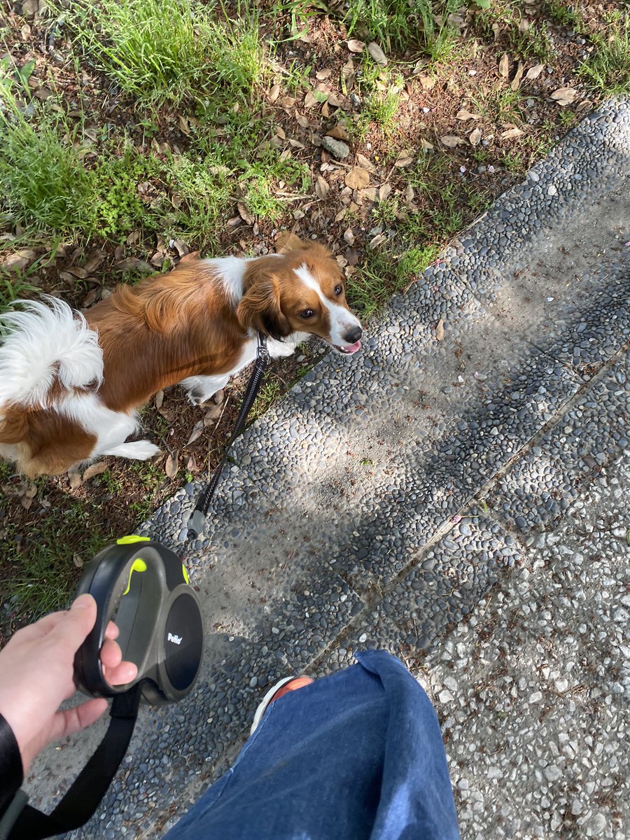 真朱とお散歩してたらおじいちゃんおばあちゃんに話しかけてもらって30分くらい世間話してた🤣

沢山可愛がってもらってご満悦🐶