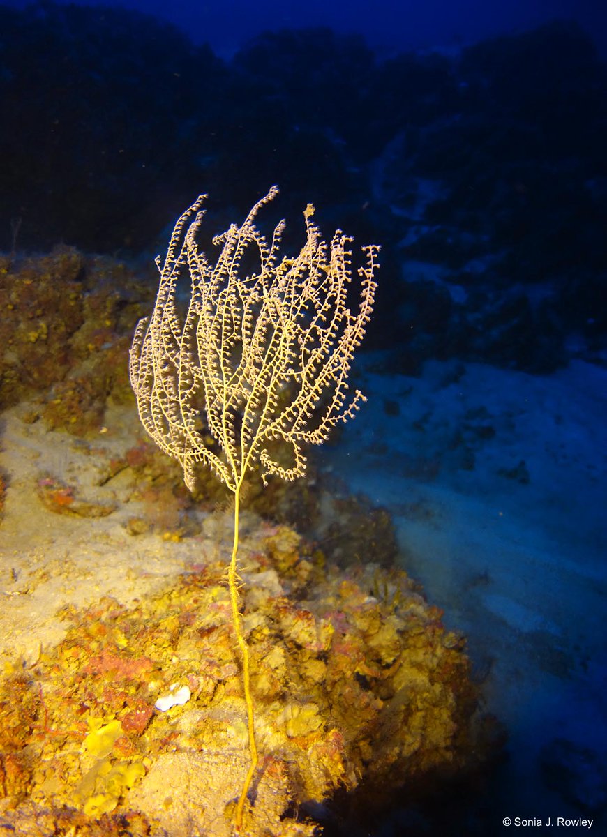 Sonia J. Rowley (@soniajrowley) on Twitter photo One of my rare favourites from mesophotic depths at various locations across the Indo-Pacific. Exciting new species <a href="/walindiresort/">Walindi Resort</a> 83 m (272 ft) depth. Also noted at depths exceeding 160 m (525 ft) đ¤ fascinating stuff đ§ââď¸ One of my rare favourites from mesophotic depths at various locations across the Indo-Pacific. Exciting new species <a href="/walindiresort/">Walindi Resort</a> 83 m (272 ft) depth. Also noted at depths exceeding 160 m (525 ft) đ¤ fascinating stuff đ§ââď¸