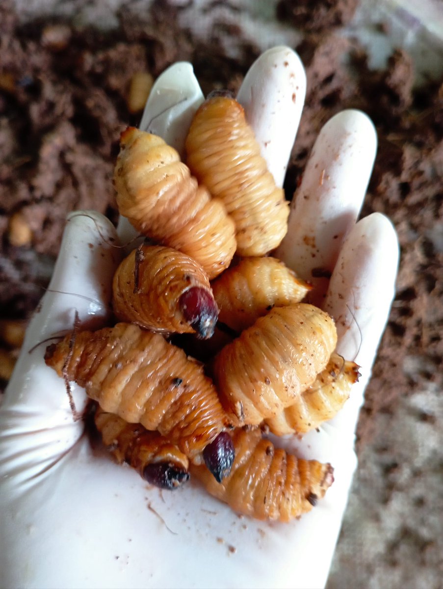 CreamFuel's tweet image. In fact, sago beetles or coconut beetles are nothing new. For many decades, this animal has been a staple food of southern Thailand.