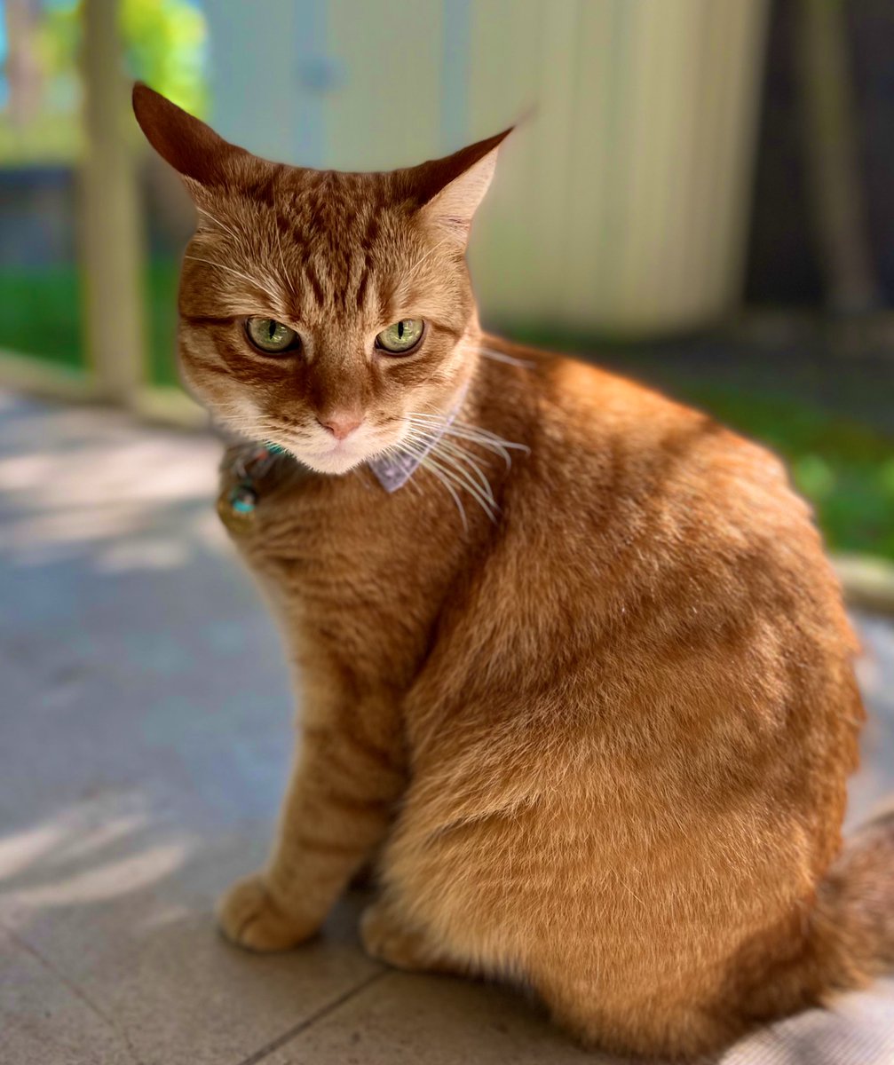 ginger_bobbie's tweet photo. 朝から怒ってます？
#Easter #Easter2022 #CatsOfTwitter #CatsOnTwitter #cats #猫 #イースター https://t.co/rXpoQCWtwE