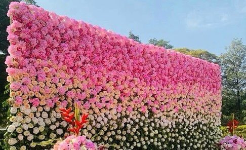 TJsDesignsEvent's tweet image. As TEAMTJS  prepare for this fabulous event, may grace and love surround you and family on this &quot;Good Friday&quot;. #tjsfancies #easter  #jesus #flowerwall #stunning #love #friday  #happyeaster  #easterweekend #jesuschrist #GoodFriday #church  #holyweek