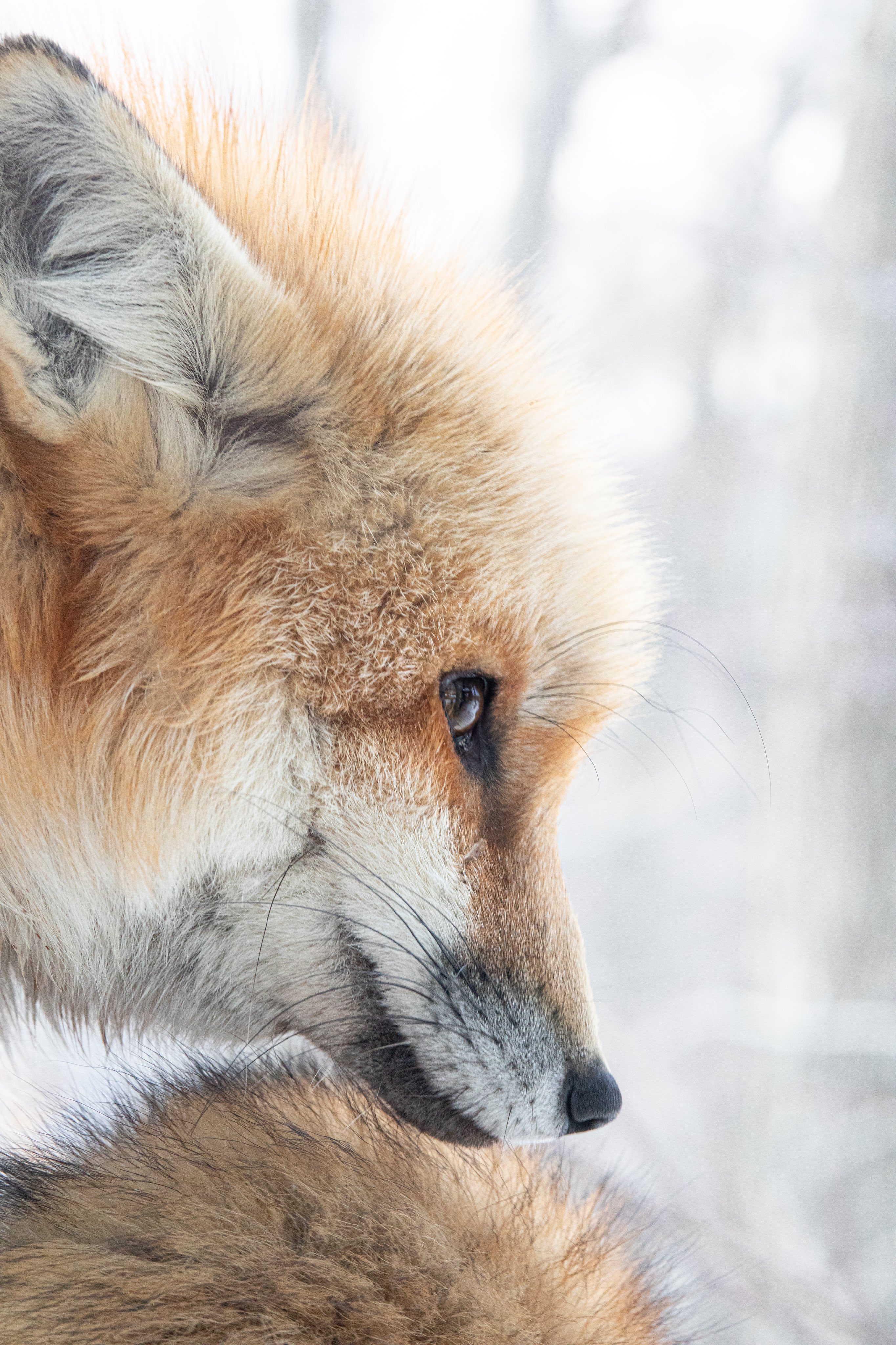 きつねのローレンス　オリエンタルトーイ 楽天市場】毛糸 Opal-オパール- オリジナルコットン 4ply/4本