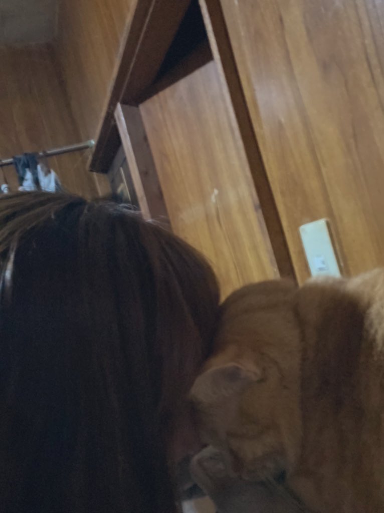 devilNYANCHU's tweet photo. にゃんぽぽです。
庭で産まれて生き残った子猫ちゃんを保護して一緒に暮らしてます🥰
元々懐こい子でしたが、愛し続けて立派にいたずらもしない良い子に育ちました❤️
一般人で素人ですがTNRしたりも大変な思いでやってます。
メンタル弱いのに暴走します💦
こんなヘタレですがよろしくです☺️ https://t.co/elYByICwlk