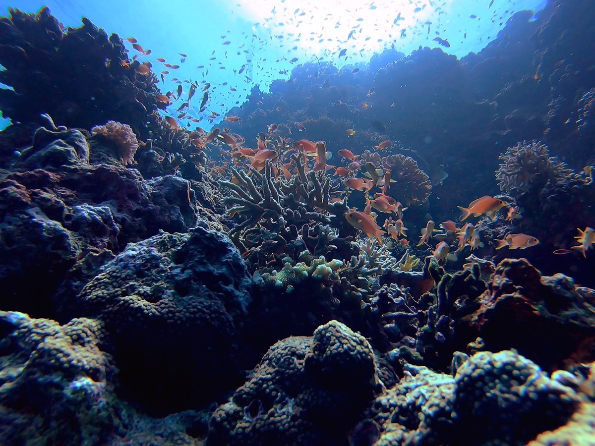 MissionBlue's tweet photo. "Protecting nature is not a luxury; it is absolutely vital to everything we care about, including life itself." @SylviaEarle 

Photo by Olga Tsai https://t.co/lncNQXHJa5
