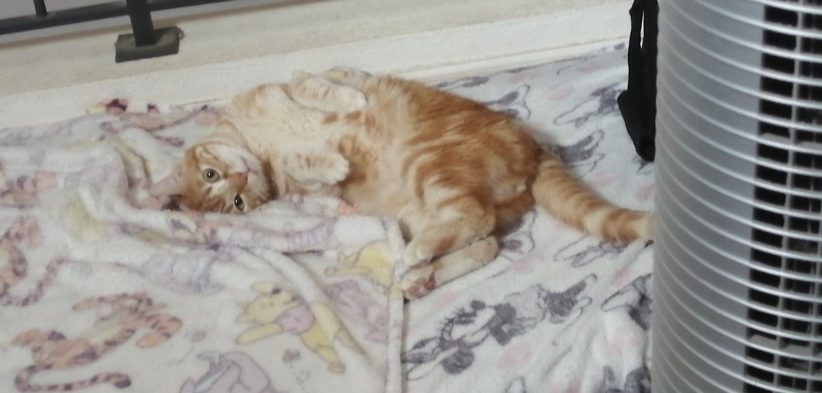 TremUrbex's tweet photo. Un bon ptit week end de 3 jours qui débute ! 🥰 J'espère au moins avoir le temps de me reposer, avec ma vie trépidante..😂
📸 🐈 Kyo
#chat #CuteCats #weekendvibes #FYP #Cat https://t.co/BPVB9z63iS