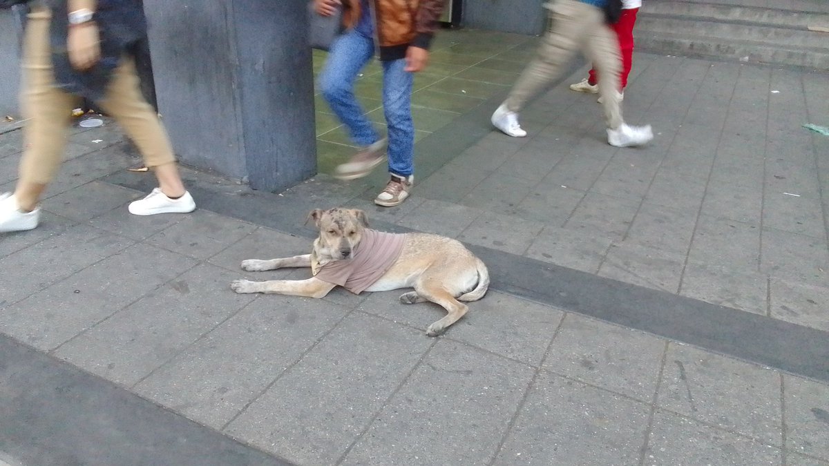 helio68473969's tweet image. Abandonado a su suerte en Metro bellas artes a su suerte  @PerroUsuario @AyudaPerroGatos @FRAENKELE