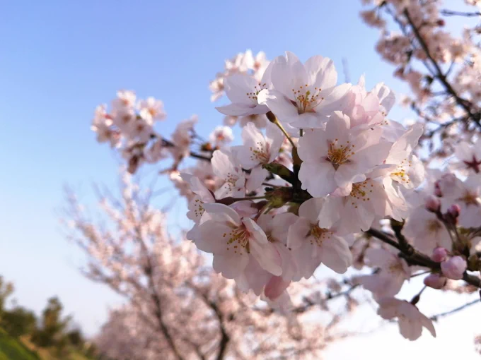 春だなぁ🌸 