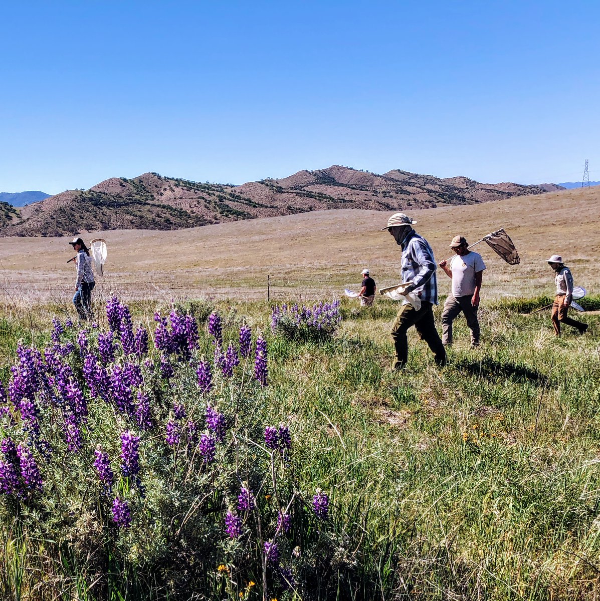We have 2 upcoming in-person field events planned for the California Bumble Bee Atlas! Join us April 23 in San Francisco &amp; April 24 in Mendocino to meet the bees and learn project methods! Info and registration: cabumblebeeatlas.org/events.html <a href="/xercessociety/">The Xerces Society</a> #bumblebees #California