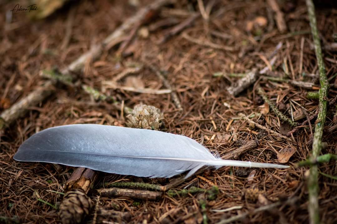 I have to say that I really love this picture, just love how the difference tones created from the feather and the foreground.

#feather #grey #woods #walks #birds #feather_perfection #BirdsPhotography