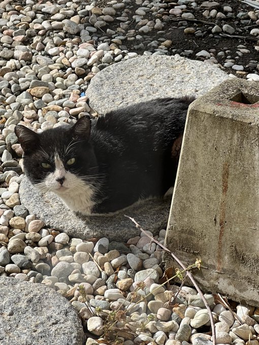 庭にお客様がいらしていた 