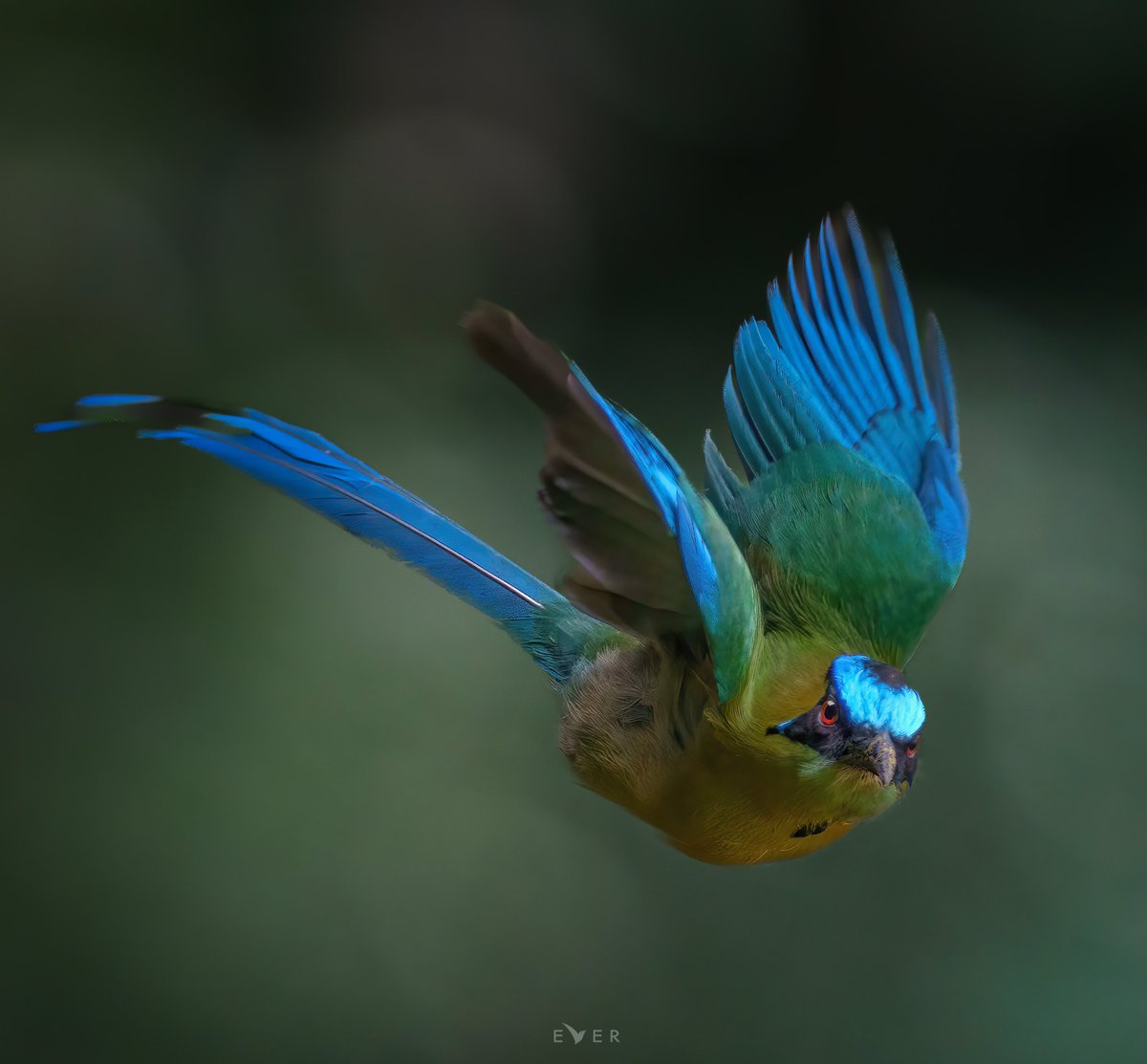 fajadardo's tweet photo. Nuestro bello Barranquero Andino 💚💙
#AvesDeColombia #BirdsPhotography #BirdsSeenIn2022 https://t.co/iG8AJ0Y9Lz