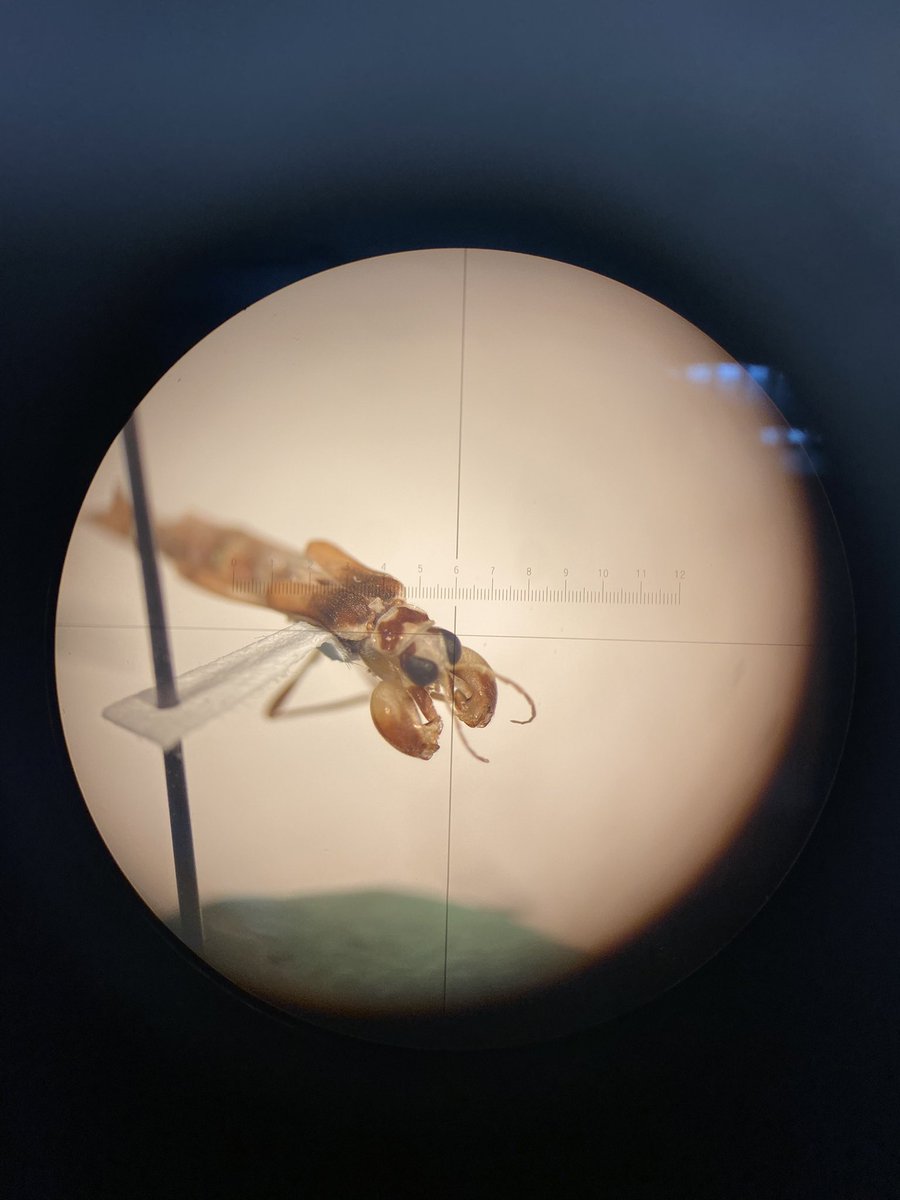 Bet you haven’t seen this one 😉 Amazing specimen collected from northern Thailand, near the border with Laos! Family: Cantharidae. Genus: Ichthyurus. Special thanks to Robin Kundrata for helping with genus ID! #beetle #thailand #coleoptera #entomology