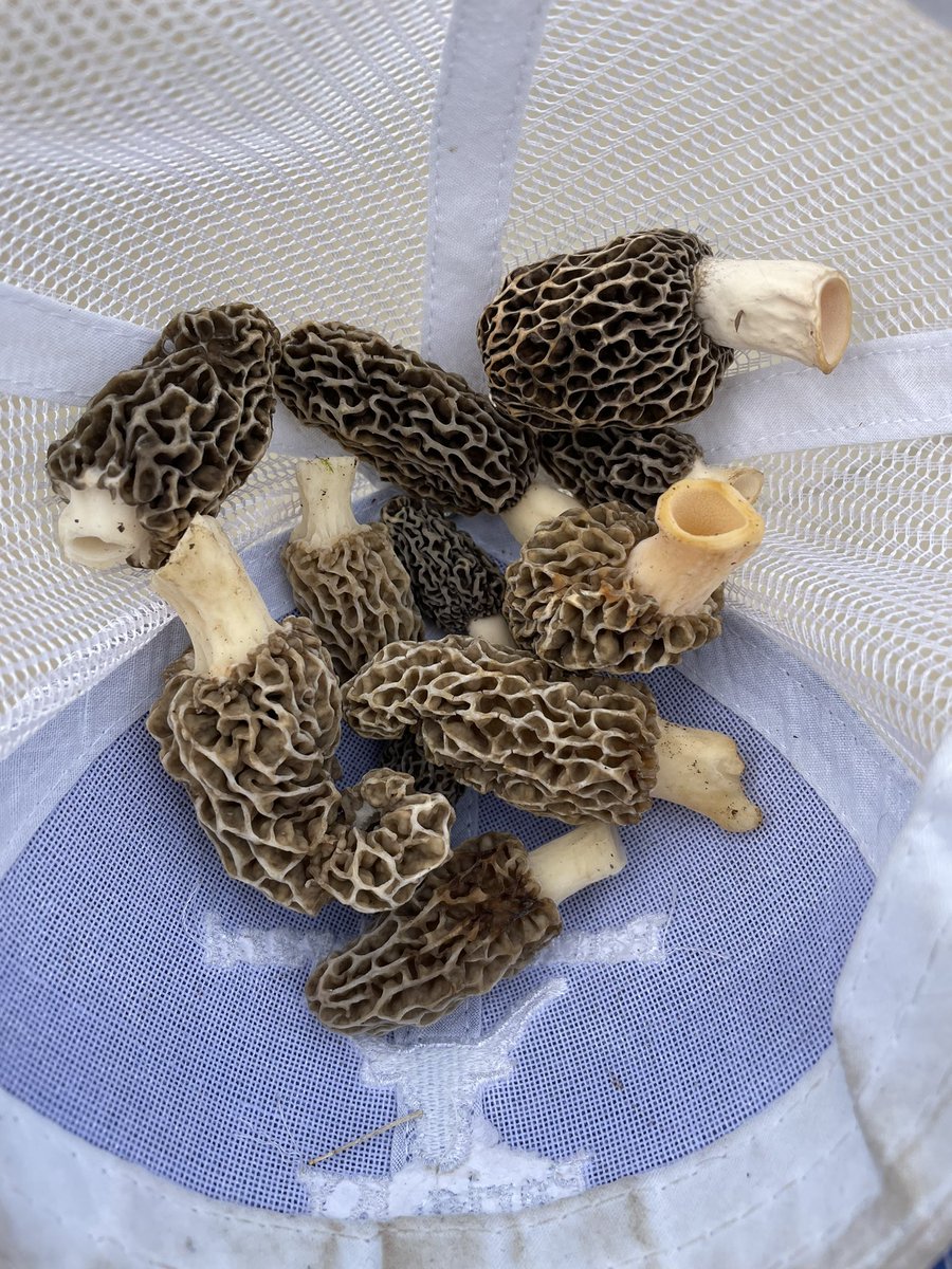 matt_ratliff10's tweet photo. #morels #kentuckyspring #drylandfish https://t.co/BD7DAvCSaF