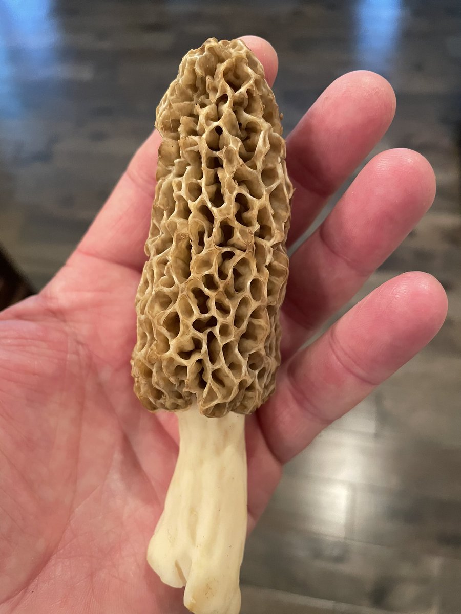 matt_ratliff10's tweet photo. #morels #kentuckyspring #drylandfish https://t.co/BD7DAvCSaF