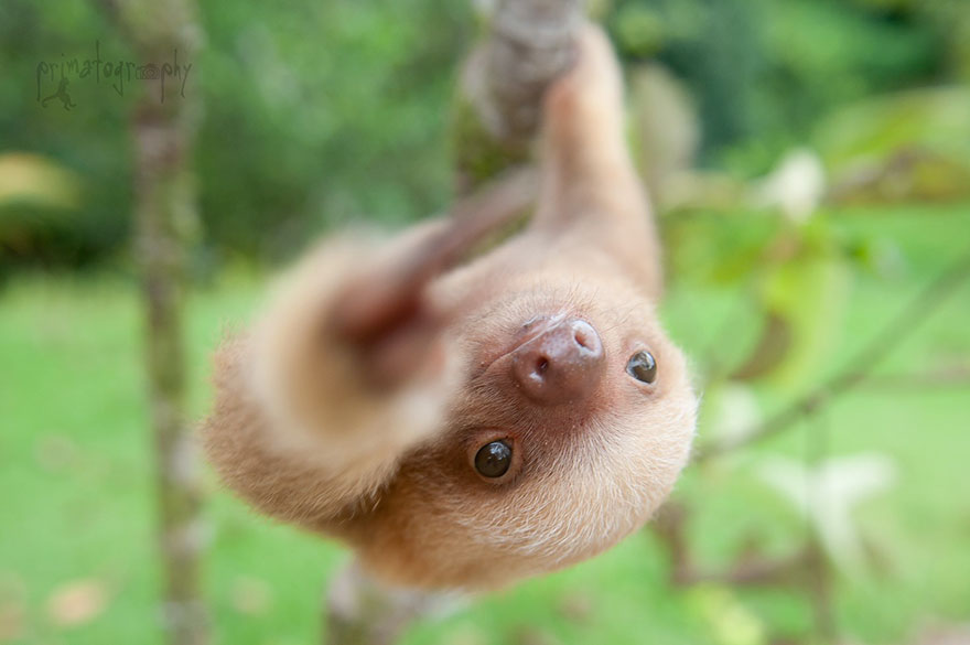 day_sloth's tweet photo. What Level of Adorable is This Sloth - from 1 to 10?
Learn more about these adorable creatures please visit our website https://t.co/mXqe9I0Gbi
#sloth #slothaddict #lovesloth #slothlover #slothoftheday #slothtattoo https://t.co/RZeQmu400X