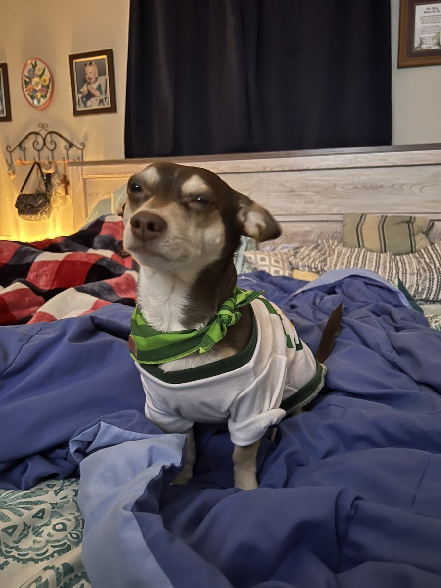 bungalsrback's tweet photo. @WLWT My twin Chiweenie’s https://t.co/pVux5PsKI5