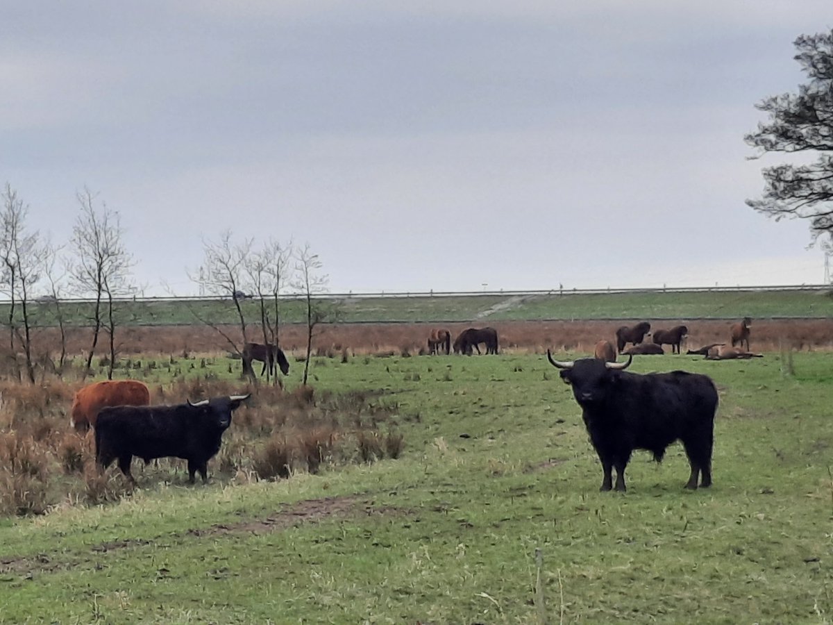 ElzingaPostma's tweet photo. Vanavond weer mijn (bijna) dagelijks rondje Falom gelopen. Vandaag trof ik 'ze' bij het bruggetje bij it Falomsterpaadsje. #noardlikefryskewalden #schotsehooglanders #defalom #opbouwennacorona https://t.co/zLdo0nBgRF