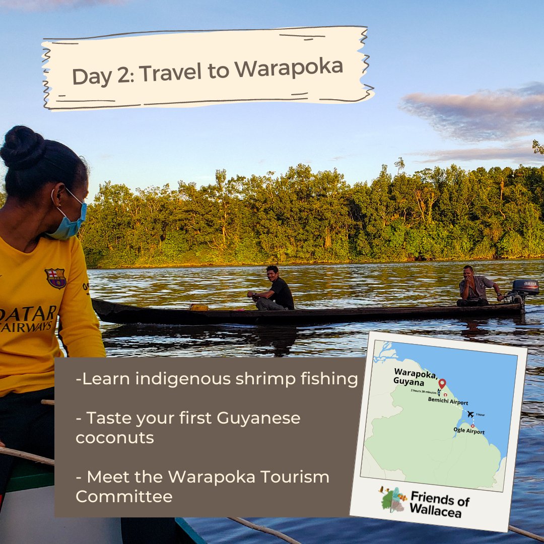 WallaceaFriends's tweet photo. The second day of the trip is here! Traveling to remote Warapoka is an adventure in itself. You will start the journey in a small charter plane 🛩 followed by a boat 🛶 in the middle of the rainforest to finally arrive. Expect fresh coconuts to celebrate your arrival! https://t.co/KI20PK8Nuq