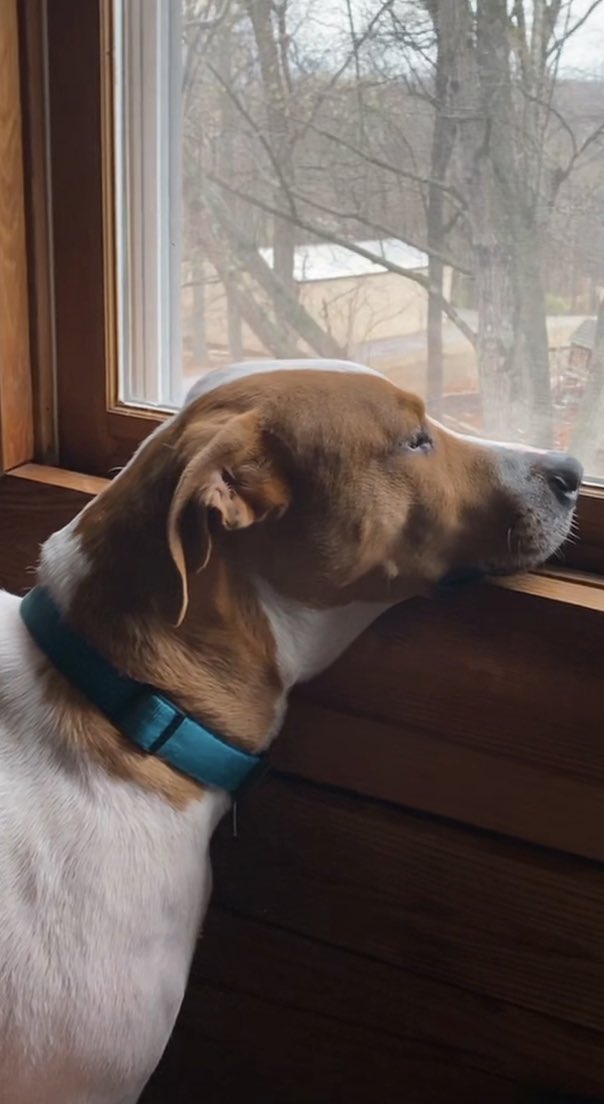 Hey puppy friends! Did you know that The Beatles song ‘A Day in the Life’ has a frequency only dogs can hear!?🫢😱🐶 #dogs #doglove #DogsofTwittter #Puppies