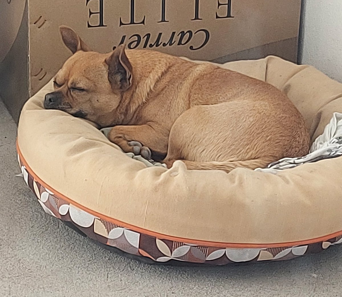 GaussTek's tweet photo. Mi perrita se duerme como el logo de Hal Laboratory 🐶 https://t.co/mm2EzLhojH