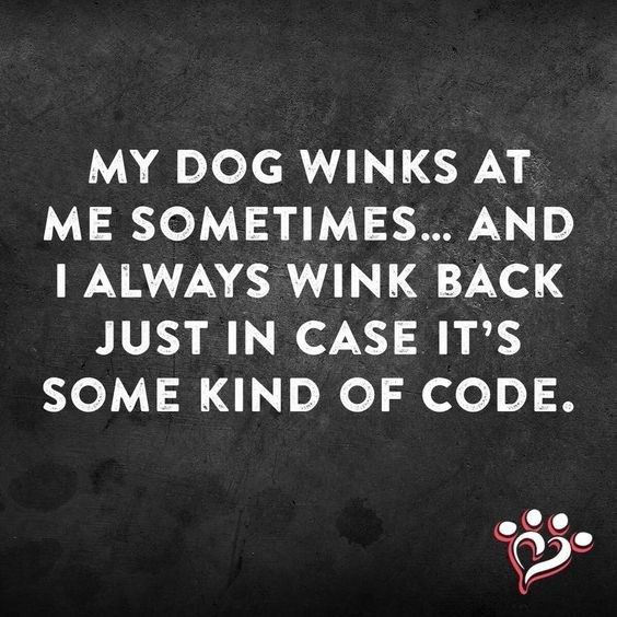 417PetSitting's tweet photo. https://t.co/GhGMKWhn3C