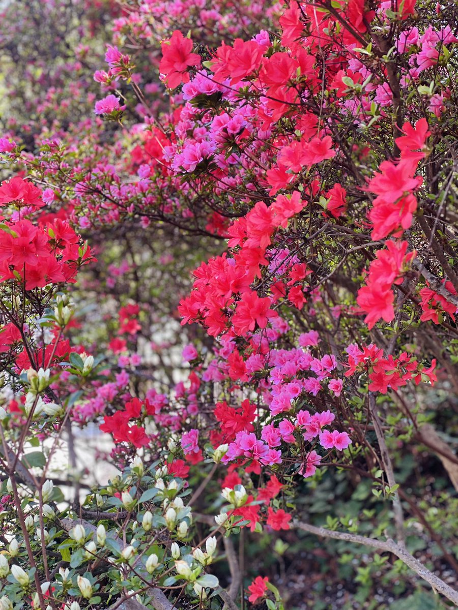 azembassyus's tweet photo. Do you love spring as we do?
Embassy backyard today ☀️ 🍃 🌸 https://t.co/MVMRhKBgQV