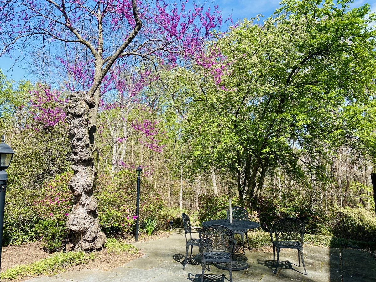 azembassyus's tweet photo. Do you love spring as we do?
Embassy backyard today ☀️ 🍃 🌸 https://t.co/MVMRhKBgQV
