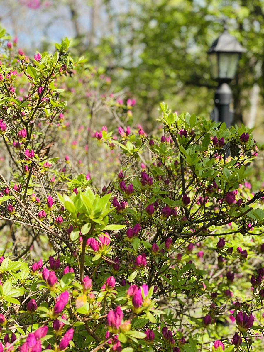 azembassyus's tweet photo. Do you love spring as we do?
Embassy backyard today ☀️ 🍃 🌸 https://t.co/MVMRhKBgQV