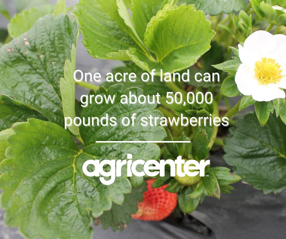 #FarmFactFriday: We're growing less than an acre of strawberries, but there will be thousands of pounds for harvest! One acre can grow about 50,000 pounds. #tnagriculture
