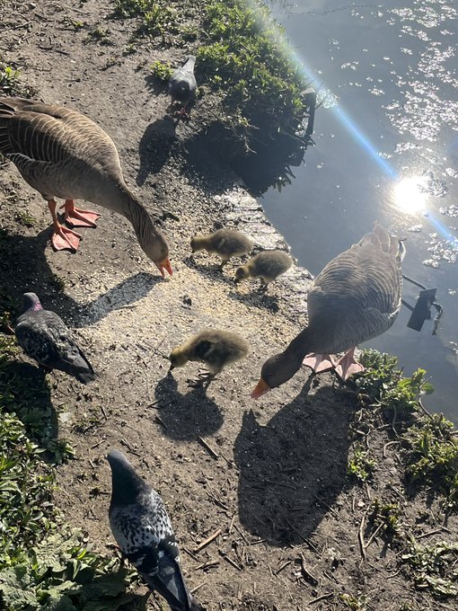 Here&rsquo;s some photos of baby geese to keep the algorithm happy. https://t.co/AGIktbacKA<a href="/tag/killingeve"class="tags"><span>#killingeve</span></a>