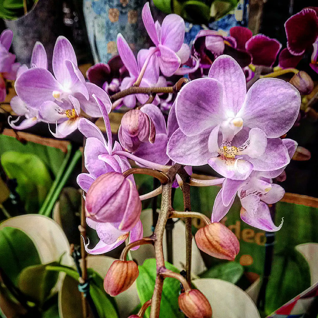 De volta!!! 

#orquidea #orquideas #orchid #orchids #loveorchids #beautifulorchids #orquideasbrasil 

🌹🥀🌺🌻🌼🌷⚘