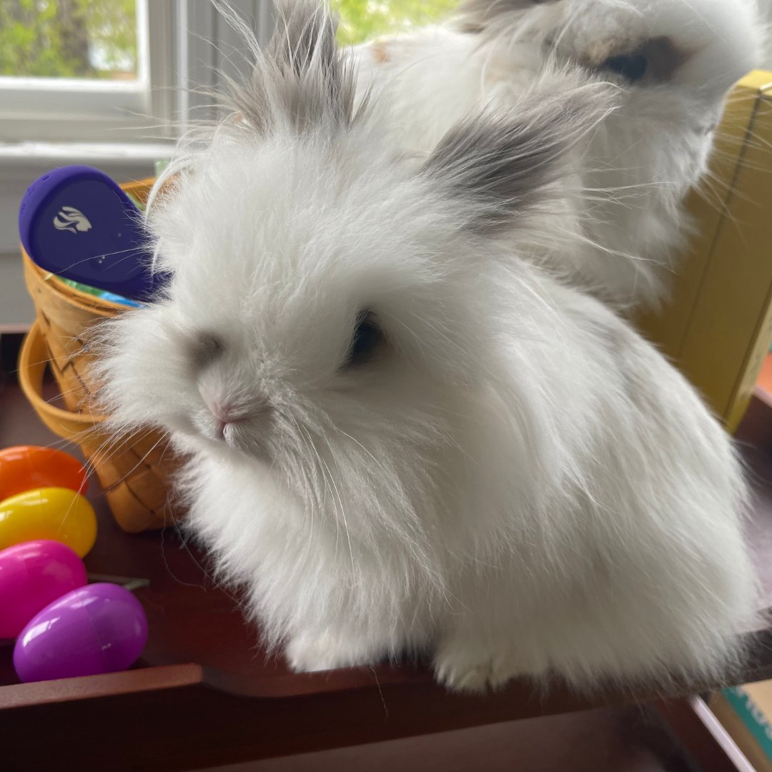 Too cute not to share..my rabbit's breakout modeling gig for <a href="/LionessHealth/">Lioness</a> this Easter!

Surprisingly they sat still long enough for some good shots, but not without increasing chaotic cuteness in the process. 🐇🐇

Of course they got their favorite treats after their hard work.