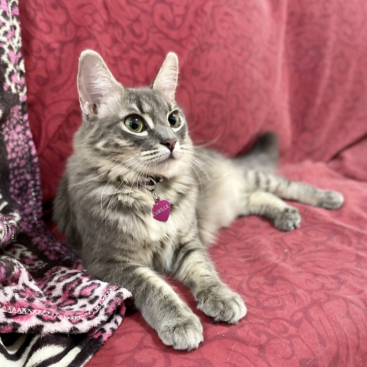 ijaviertorres's tweet photo. ¡Buenas tardes, Camille!❤️😽
#Kittens #Happy #Pet #Sweet #CatLovers https://t.co/Rxi3JGyJUK
