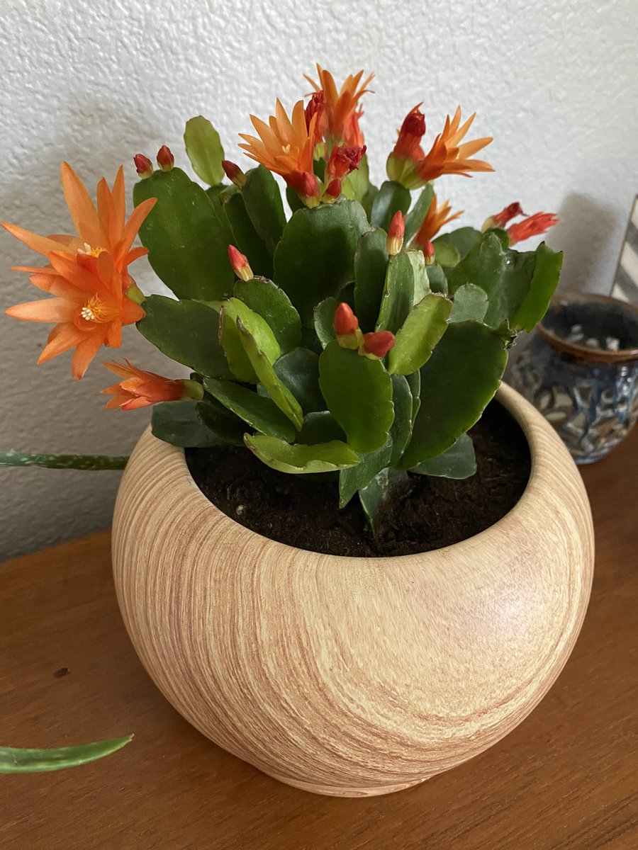 KCRAKelly's tweet photo. My Spring Cactus is blooming 🌵🌸🌺 #cactus #springcactus #houseplant https://t.co/SE7h33dmyF