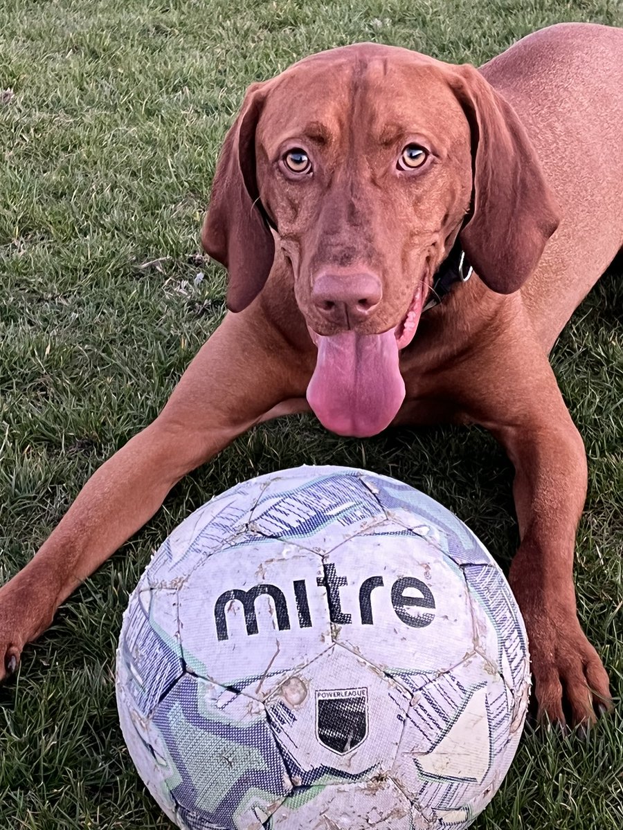 WoodleyUtdU18G's tweet photo. Whatβs your brand of choice? Milo definitely likes @MitreSports for itβs durability. He went through a @nikefootball phase in his teens but soon grew out of it. Becasue of Nike he never touched @adidasfootball #dogs #dogfootball https://t.co/cY6ZG20J44