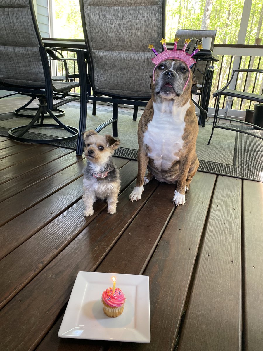 EHannaPSU's tweet photo. Happy birthday to my favorite 2 pups! #fiveyearold #nineyearold #happybirthday https://t.co/zHFN3RWj7P