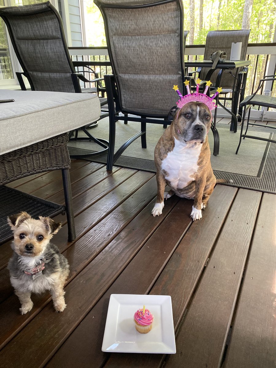 EHannaPSU's tweet photo. Happy birthday to my favorite 2 pups! #fiveyearold #nineyearold #happybirthday https://t.co/zHFN3RWj7P