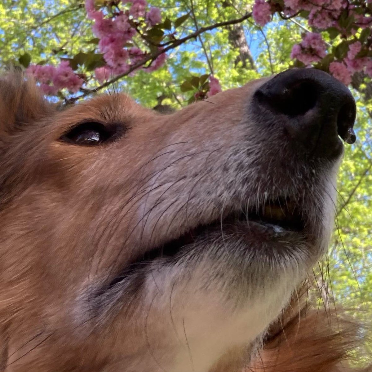 CollieCrusader's tweet photo. 💗🌸💗 Here’s the second of five #kwanzancherry trees 🌳 that decorate our street. We know because we love 💗 them and beg the neighbors not to ever cut 🪓 them down! We can be mildly annoying when it comes to collie flowers!
🌸💗🌸
#doublecherry #collieflower #collie https://t.co/QhhJTorrPH